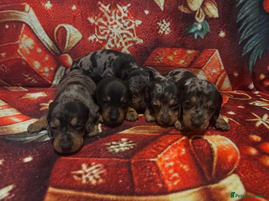 Miniature Dachshund dogs for sale: Miniature Dacshhund puppy available - Advert 8