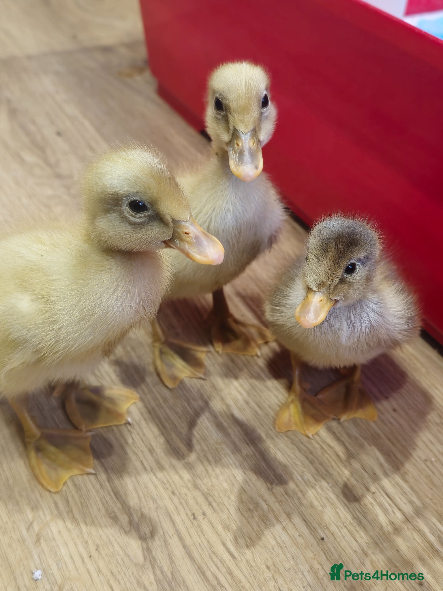 Ducks poultry Female laying ducks, hens and ducklings  - Advert 15