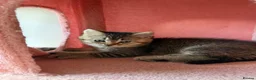 British Shorthair cats for sale: looking for a new home !!!!!!!!! Ready to collect  - Advert 3