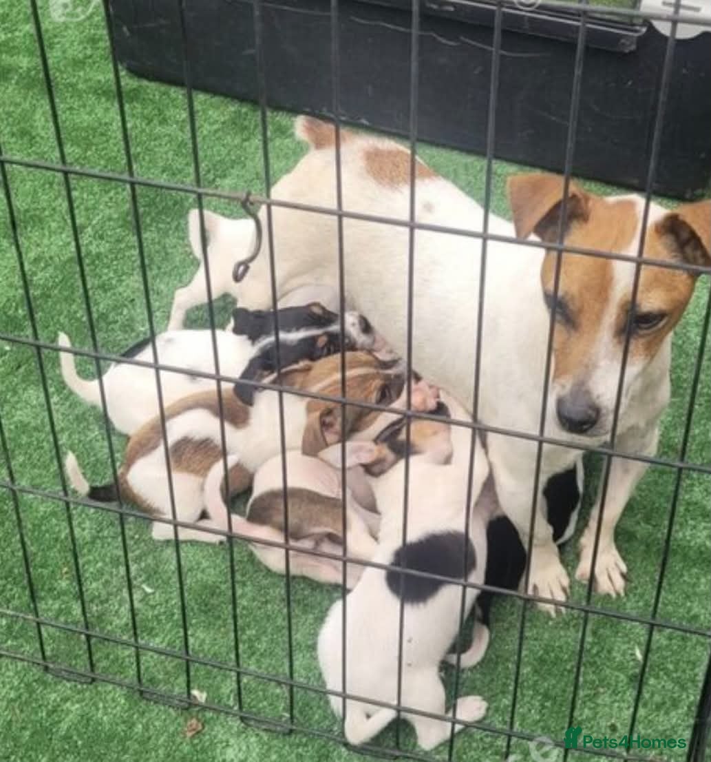 Jack Russell dogs Jack Russell puppies  - Advert 3