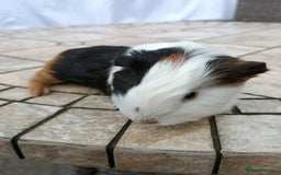 Guinea Pig rodents for sale: baby male guinea pigs various colours and types - Image 2
