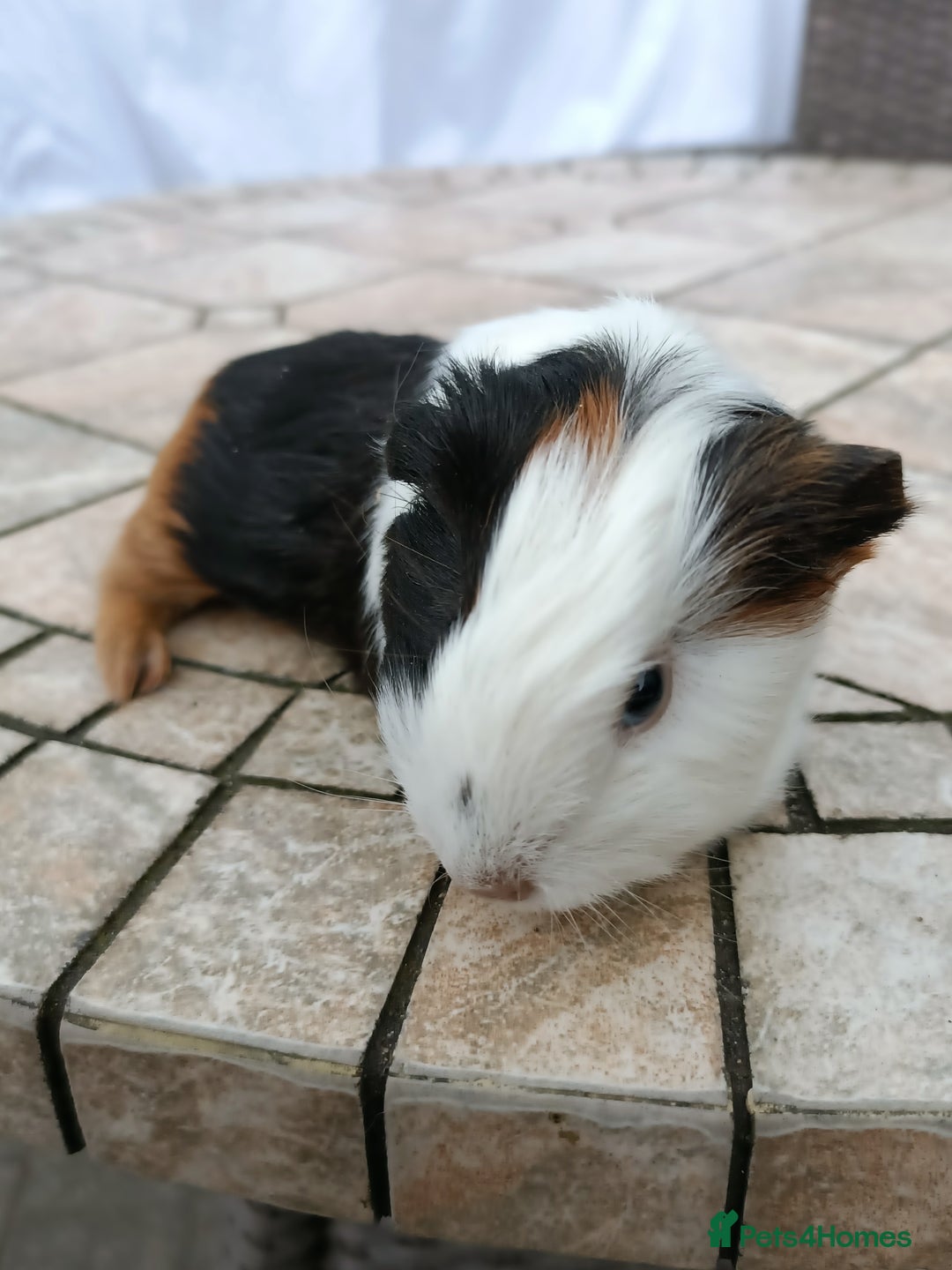 Guinea Pig rodents for sale: baby male guinea pigs various colours and types - Image 2