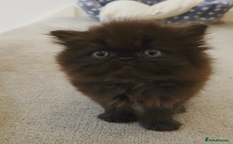 Persian cats - Advert 1