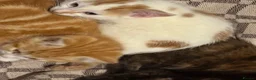 Mixed Breed cats for sale: Kittens  - Advert 6