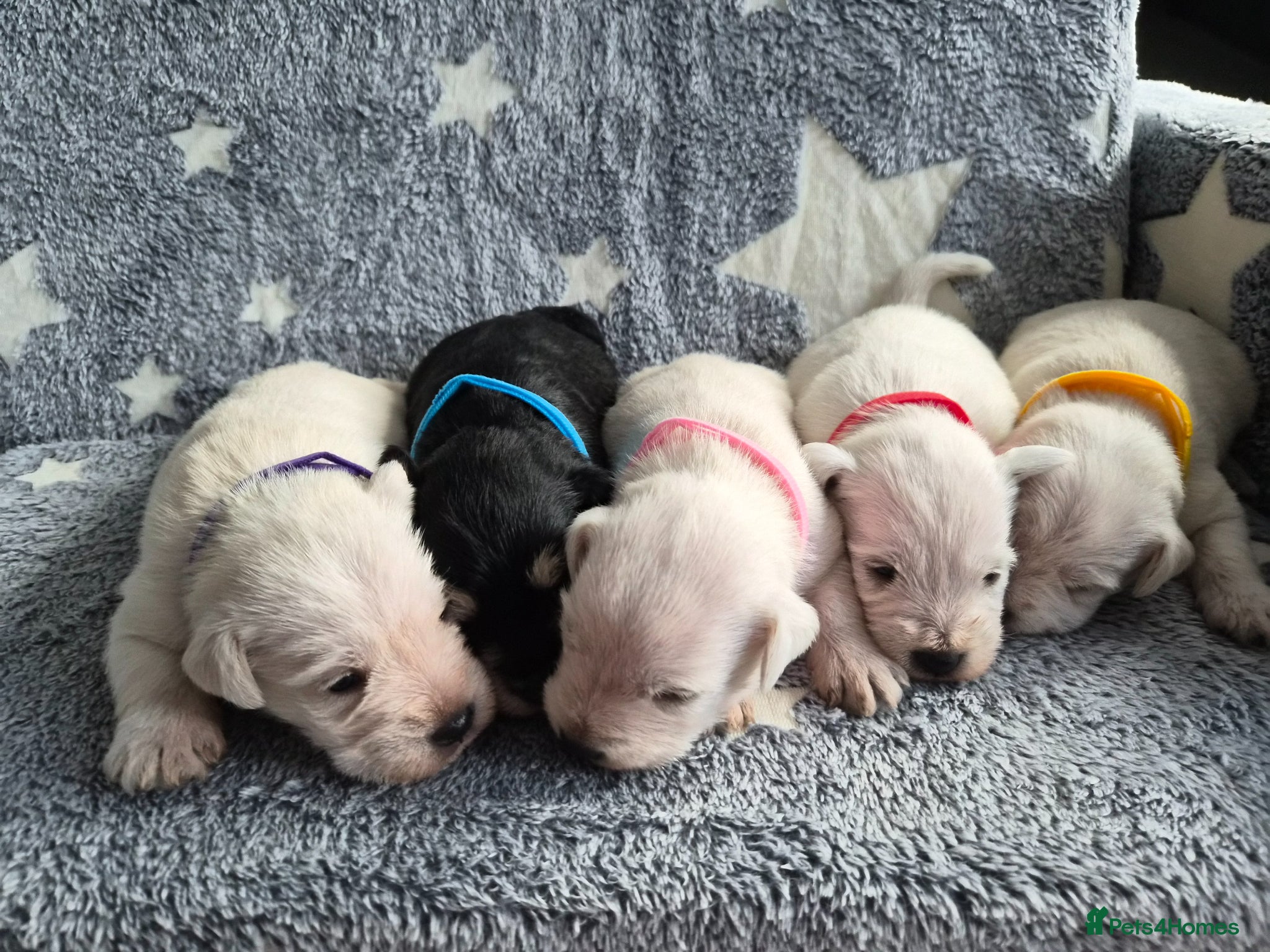Miniature Schnauzer dogs for sale: 🐾 COCO'S BEAUTIFUL THIRD & FINAL LITTER 🐾 - Advert 2