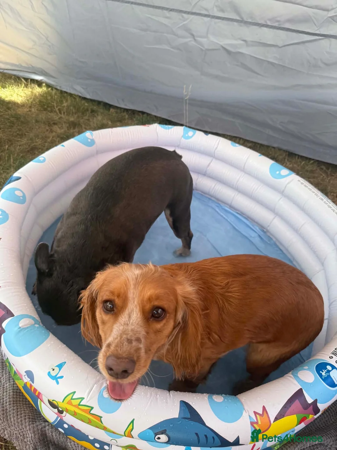 Cocker Spaniel dogs for sale: KC Registered Working Cocker Spaniel Puppies  in Derby - Advert 16
