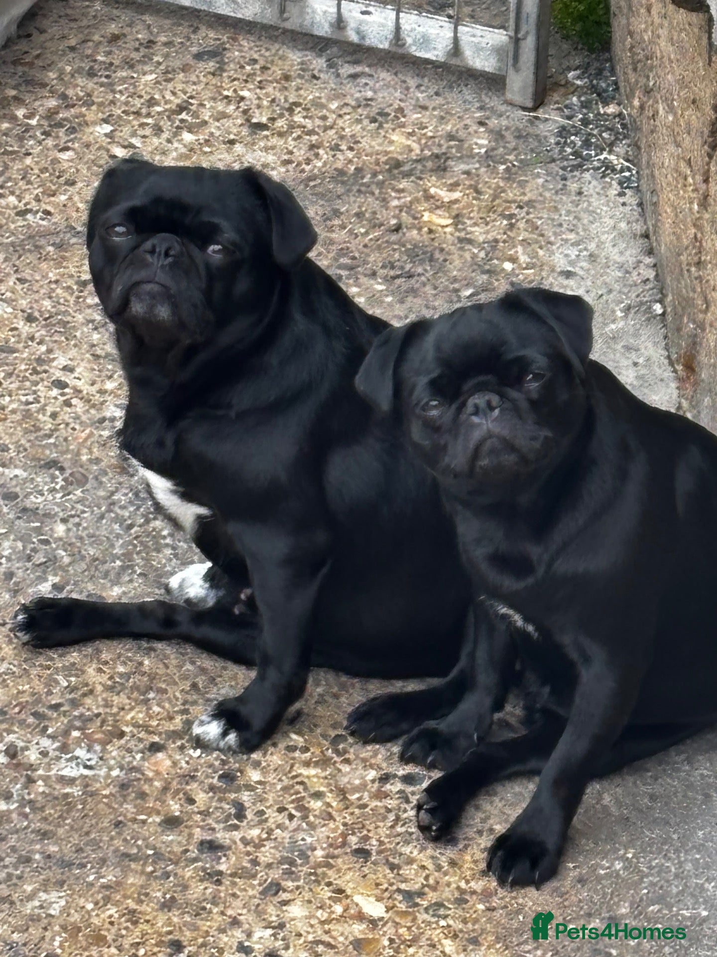 Pug dogs for sale: KC reg pug puppies Puglicious - Advert 1