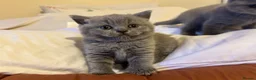 British Shorthair cats for sale: 🐾 Beautiful British Shorthair Kittens 🐾 in Huddersfield - Advert 8