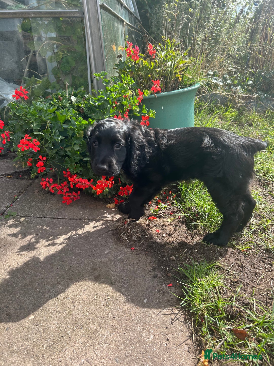 Cocker Spaniel dogs for sale: Male working cocker spaniel puppy kc reg - Image 3