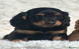 Miniature Dachshund dogs for sale: Beautiful long haired miniature dachshund puppies  - Image 16