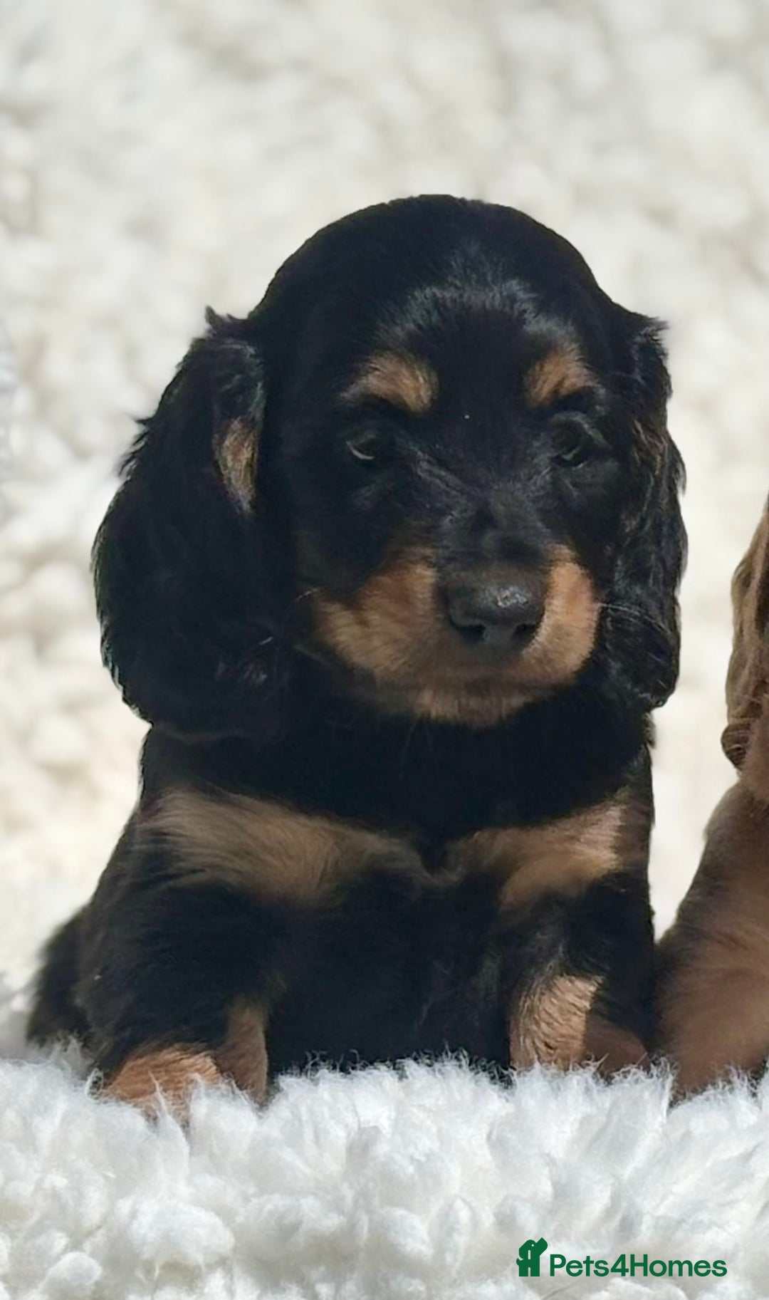 Miniature Dachshund dogs for sale: Beautiful long haired miniature dachshund puppies  - Image 16