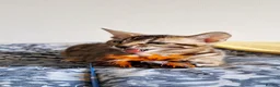 Bengal cats for sale: luxurious bengals - Advert 18