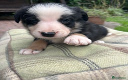 Border Collie dogs for sale: Border Collie - Image 19