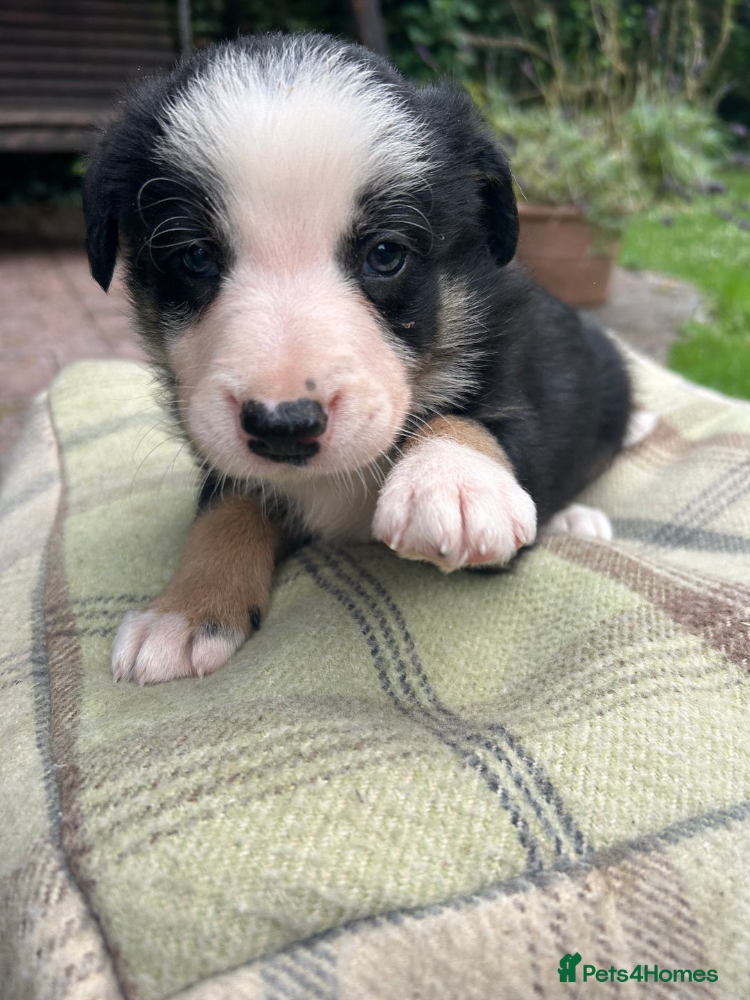 Border Collie dogs for sale: Border Collie - Image 19