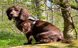 Cocker Spaniel dogs for sale: Working cocker spaniel pups - Image 4