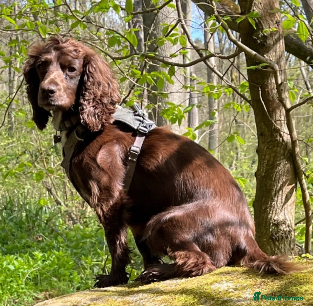 Cocker Spaniel dogs for sale: Working cocker spaniel pups - Image 4