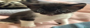 Mixed Breed Kitten 3