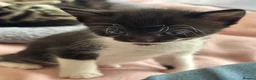 Mixed Breed cats for sale: Beautiful Affectionate Kittens - Advert 32