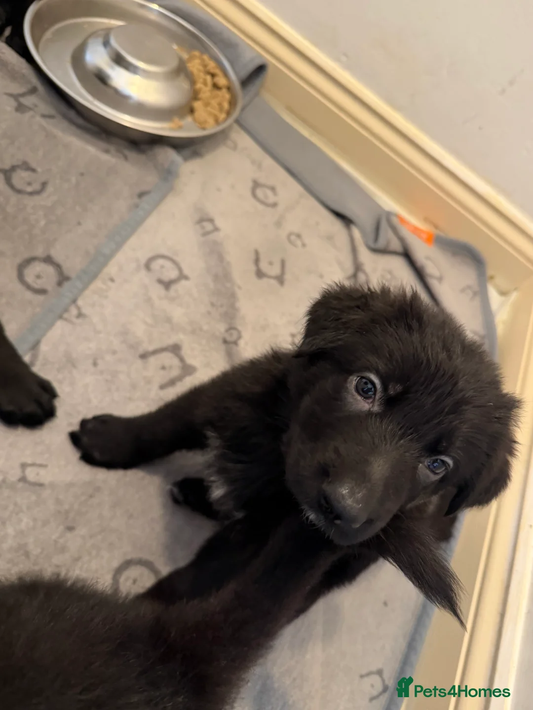 German Shepherd dogs for sale: 8 German Shepard puppies 4 black 4 Black and Tan  - Advert 2