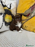 Chihuahua dogs - Advert 8
