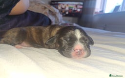 Mixed Breed dogs for sale: 2 boy 2 girls springer mixed with staff puppys - Image 18