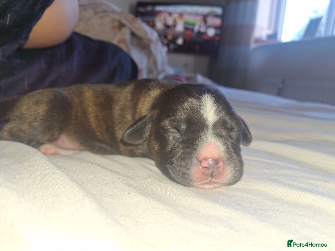 Mixed Breed dogs for sale: 2 boy 2 girls springer mixed with staff puppys - Image 18