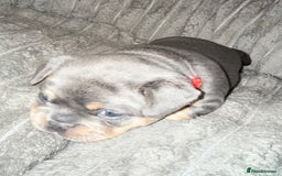 Mixed Breed dogs for sale: Frenchie cross puppy’s (80% frenchie) - Advert 8