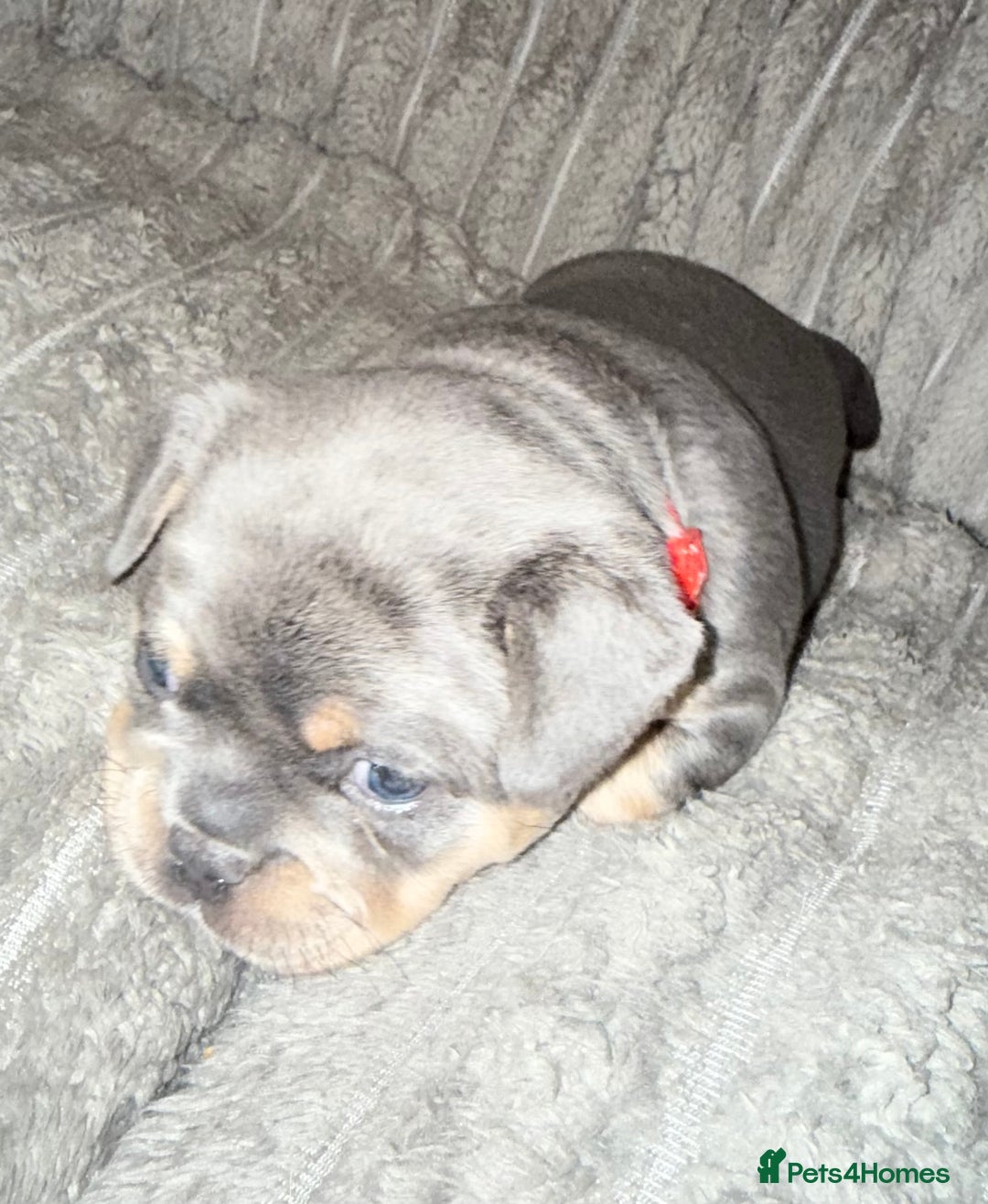 Mixed Breed dogs for sale: Frenchie cross puppy’s (80% frenchie) - Advert 8