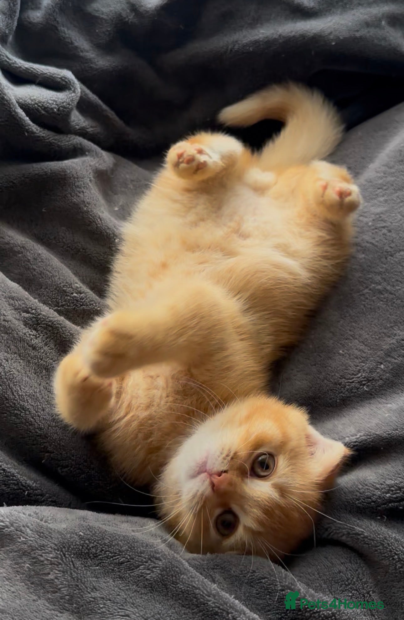 Scottish Fold cats Adorable Scottish Fold&straight kittens Ready Soon - Advert 2