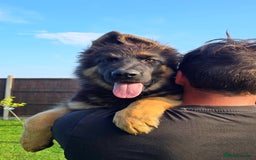 German Shepherd dogs for sale: Outstanding KC longhaired german shepherd puppies - Image 1