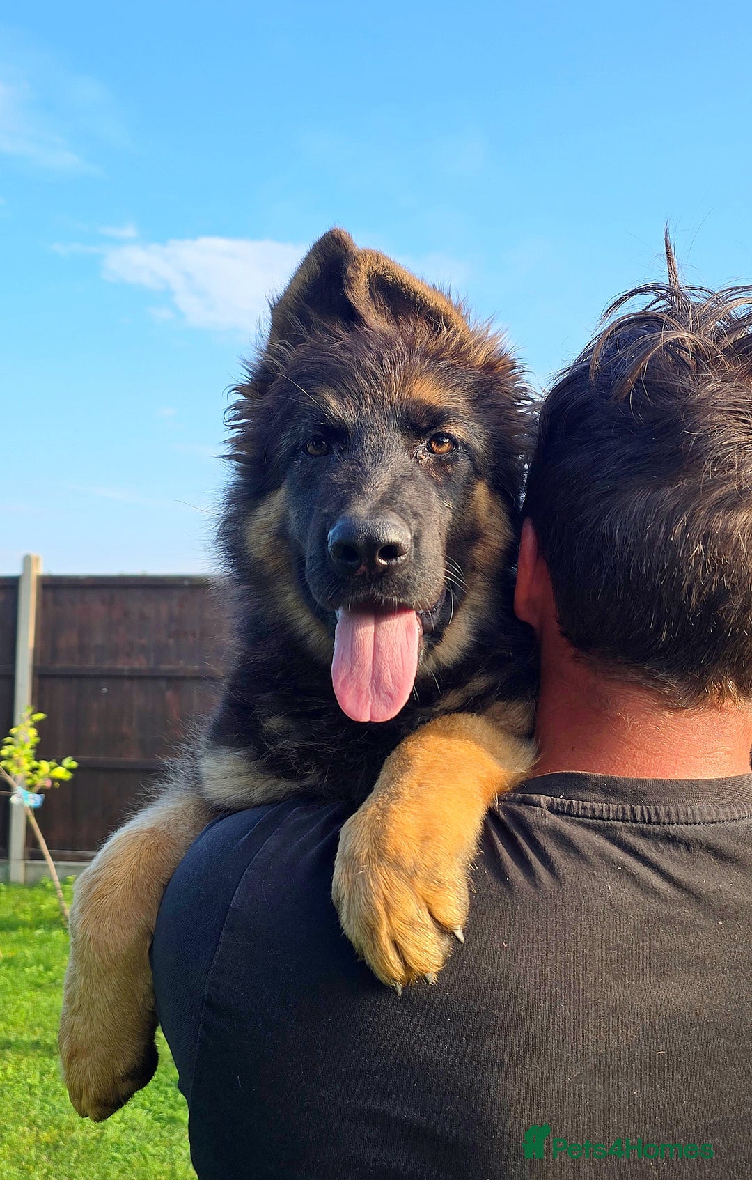 German Shepherd dogs for sale: Outstanding KC longhaired german shepherd puppies - Image 1