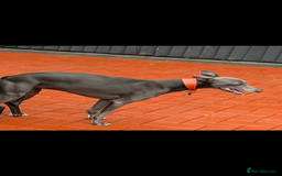 Whippet dogs for sale: 3 beautiful male whippets - Advert 3