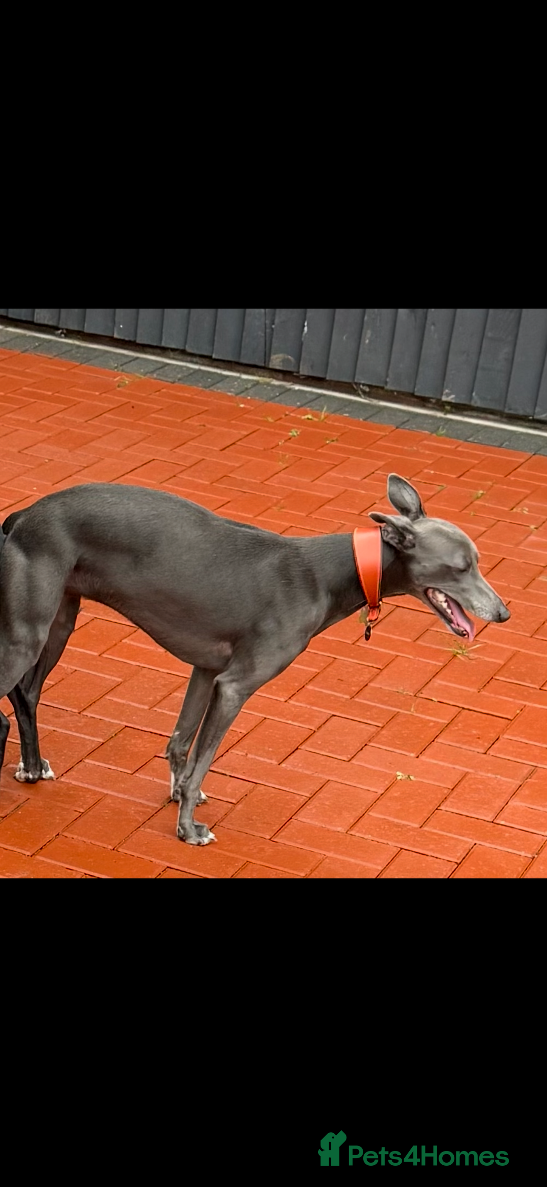 Whippet dogs for sale: 3 beautiful male whippets - Advert 3
