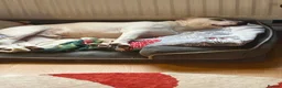 Staffordshire Bull Terrier dogs for sale: 10 month old staffie ghost  - Advert 3