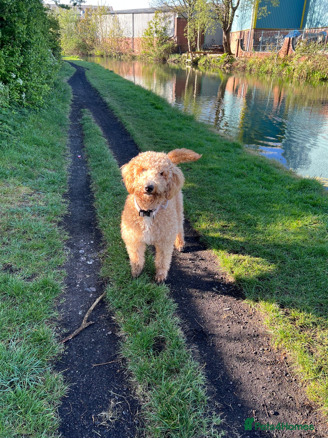 Labradoodle dogs for sale: 2 year old labradoodle dog for sale  - Advert 3