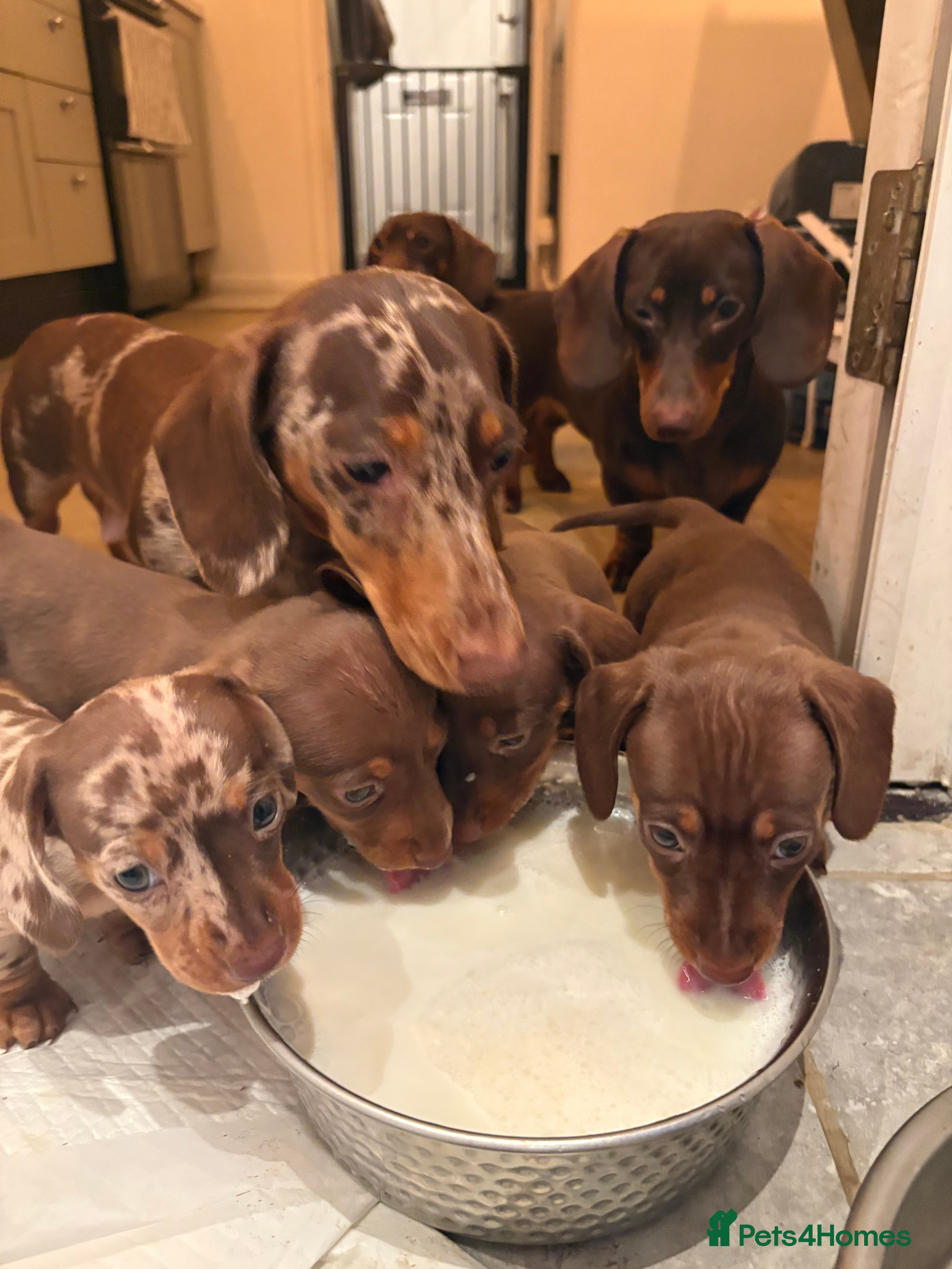 Miniature Dachshund dogs Perfect Miniature Dacshunds London/Kent - Advert 4