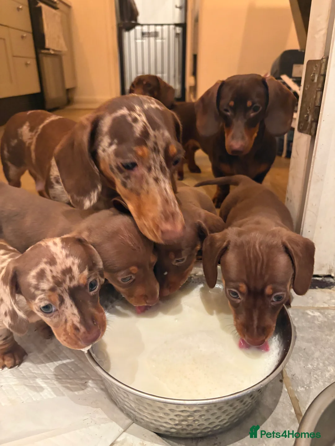 Miniature Dachshund dogs for sale: Perfect Miniature Dacshunds London/Kent - Advert 1