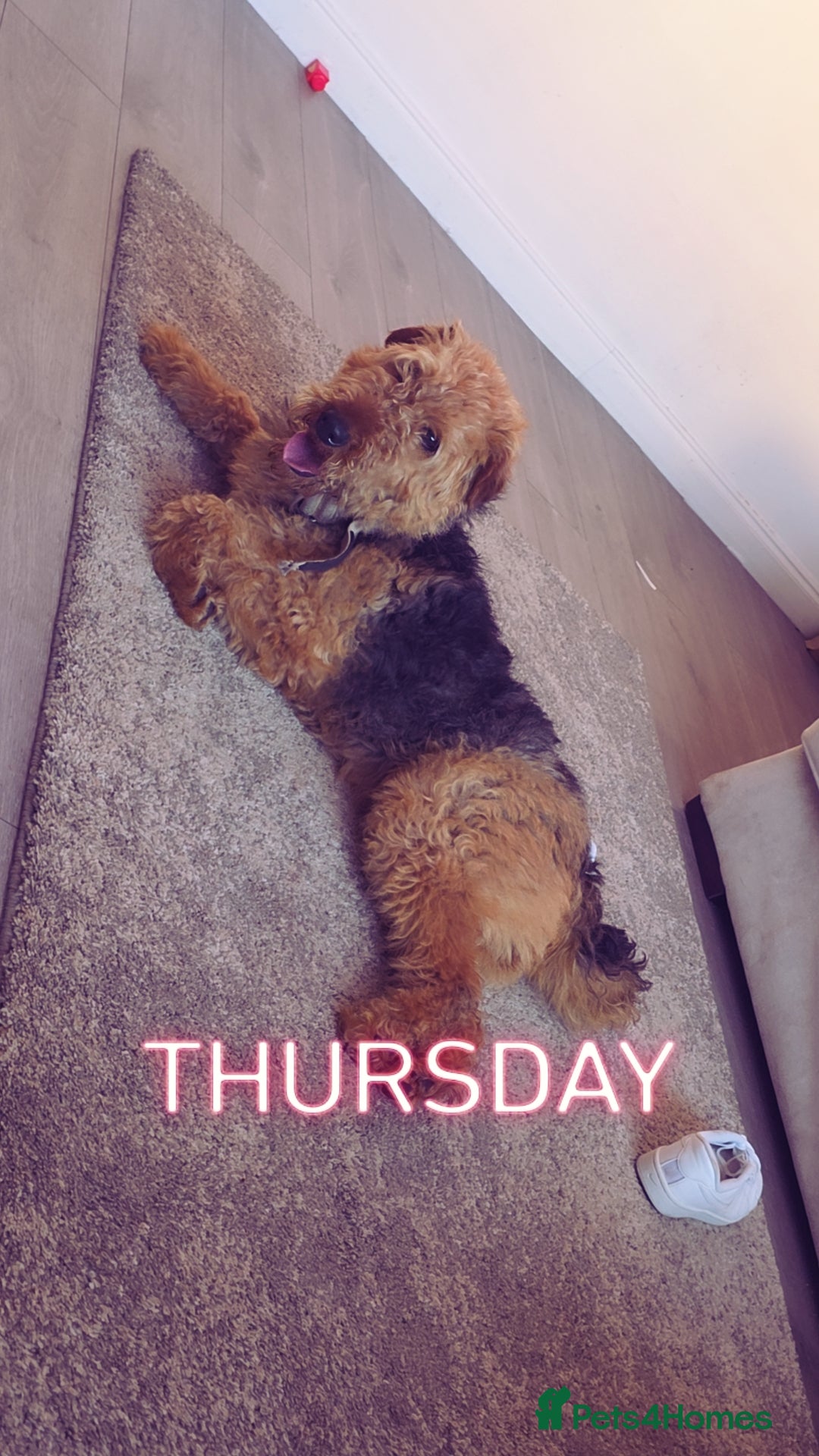 Airedale Terrier dogs Airdale terror puppies - Advert 1