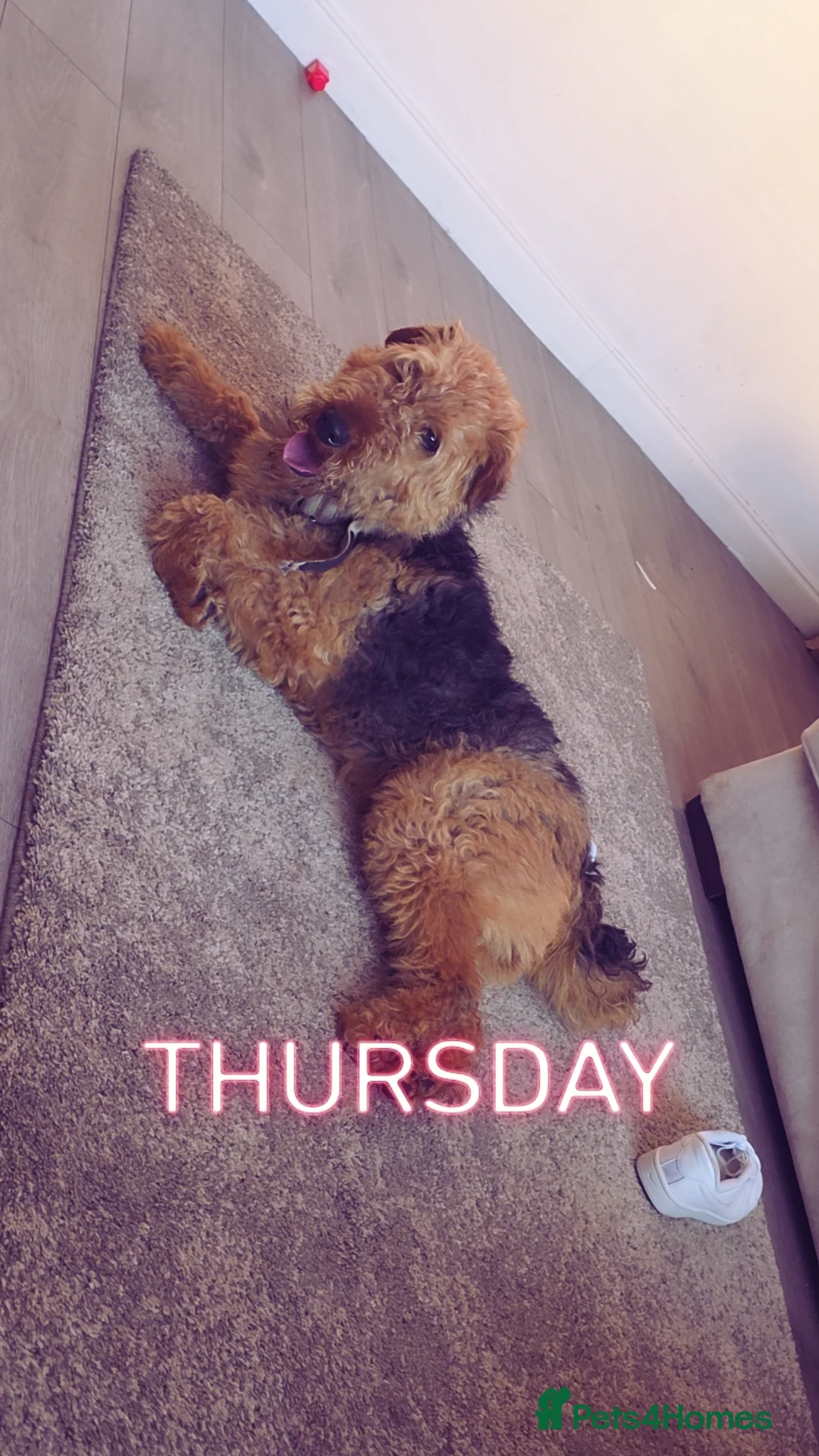 Airedale Terrier dogs for sale: Airdale terror puppies in Leeds - Advert 1