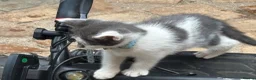 Mixed Breed cats for sale: Ragdoll x gorgeous  - Advert 10
