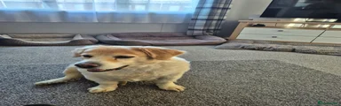 Bernado