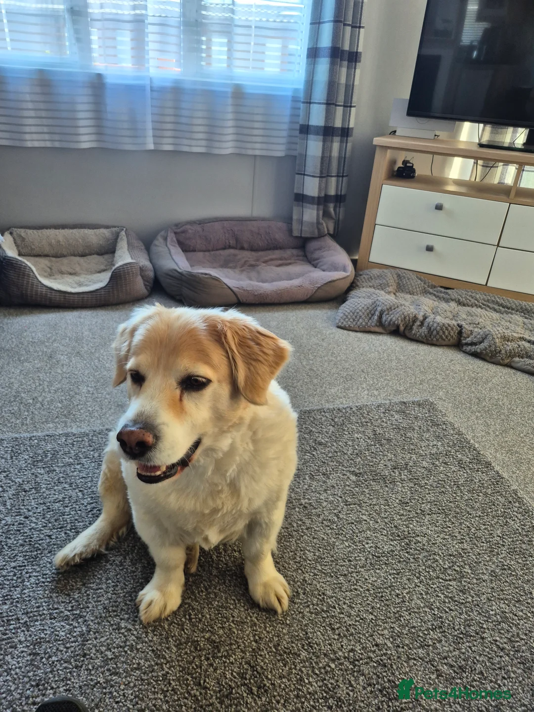 German Shepherd dogs for sale: German shepherd for sale  in Spilsby - Advert 2