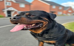 Rottweiler dogs for sale: KC Registered Female Available  - Image 8