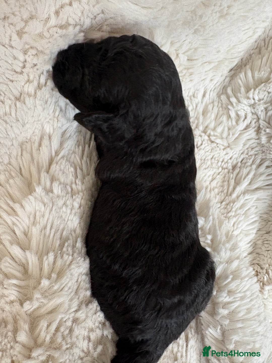 Cavapoo dogs for sale: Beautiful cavapoo puppies from a family home - Advert 37