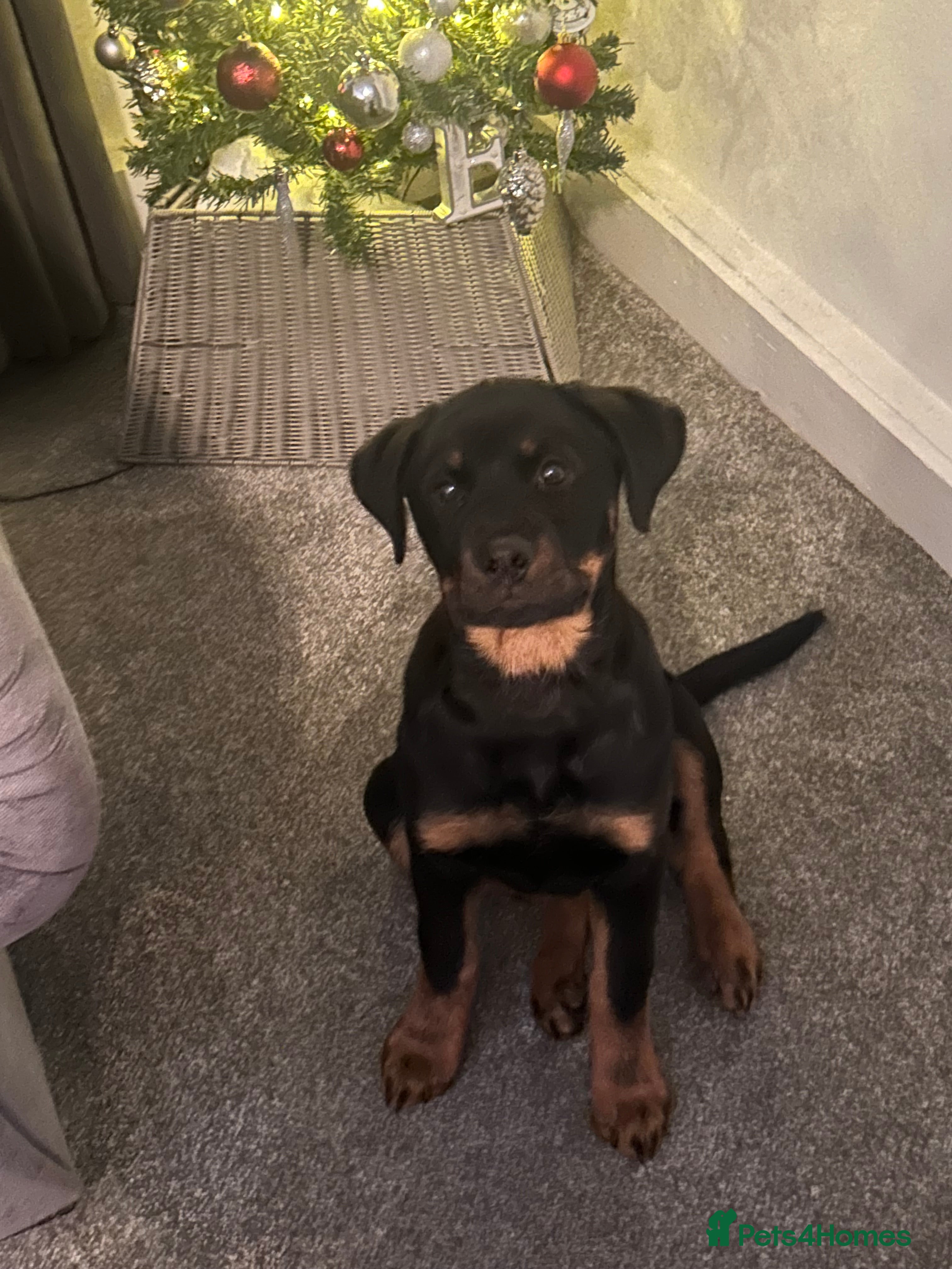 Rottweiler dogs Rottweiler  - Advert 5