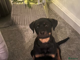 Rottweiler dogs Rottweiler - Advert 6