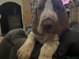 Bracco Italiano dogs Family raised Bracco Italiano puppies - Advert 8