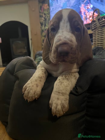 Bracco Italiano dogs Family raised Bracco Italiano puppies - Advert 1