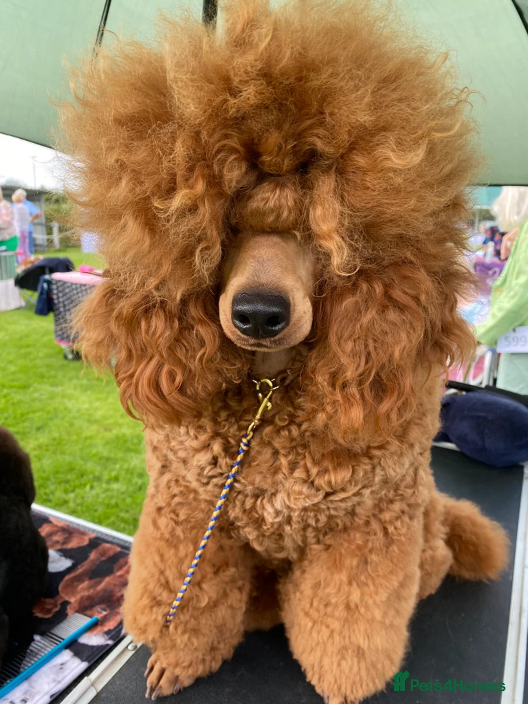 Miniature Poodle dogs for sale: Stunning litter, 6th gen of my red min poodles - Advert 1