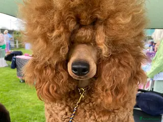 Miniature Poodle dogs Stunning litter, 6th gen of my red min poodles - Advert 7